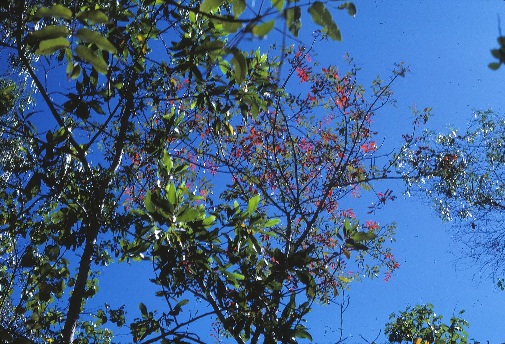 Tamborine Mountain