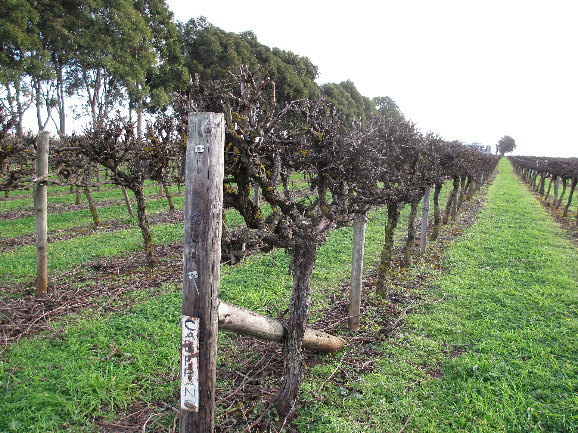 Cycle the Barossa Trail