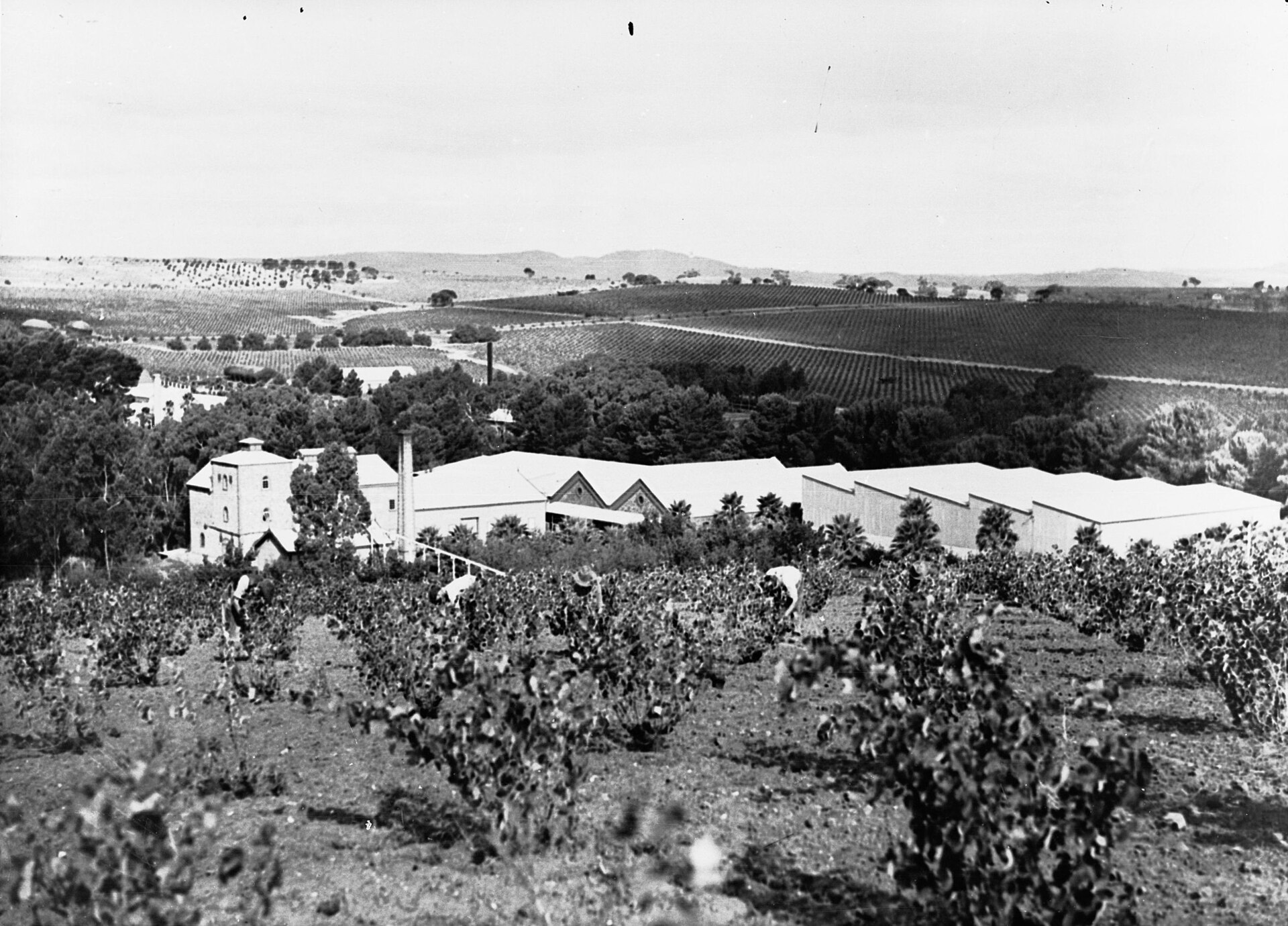 Seppeltsfield & the Centenary cellar