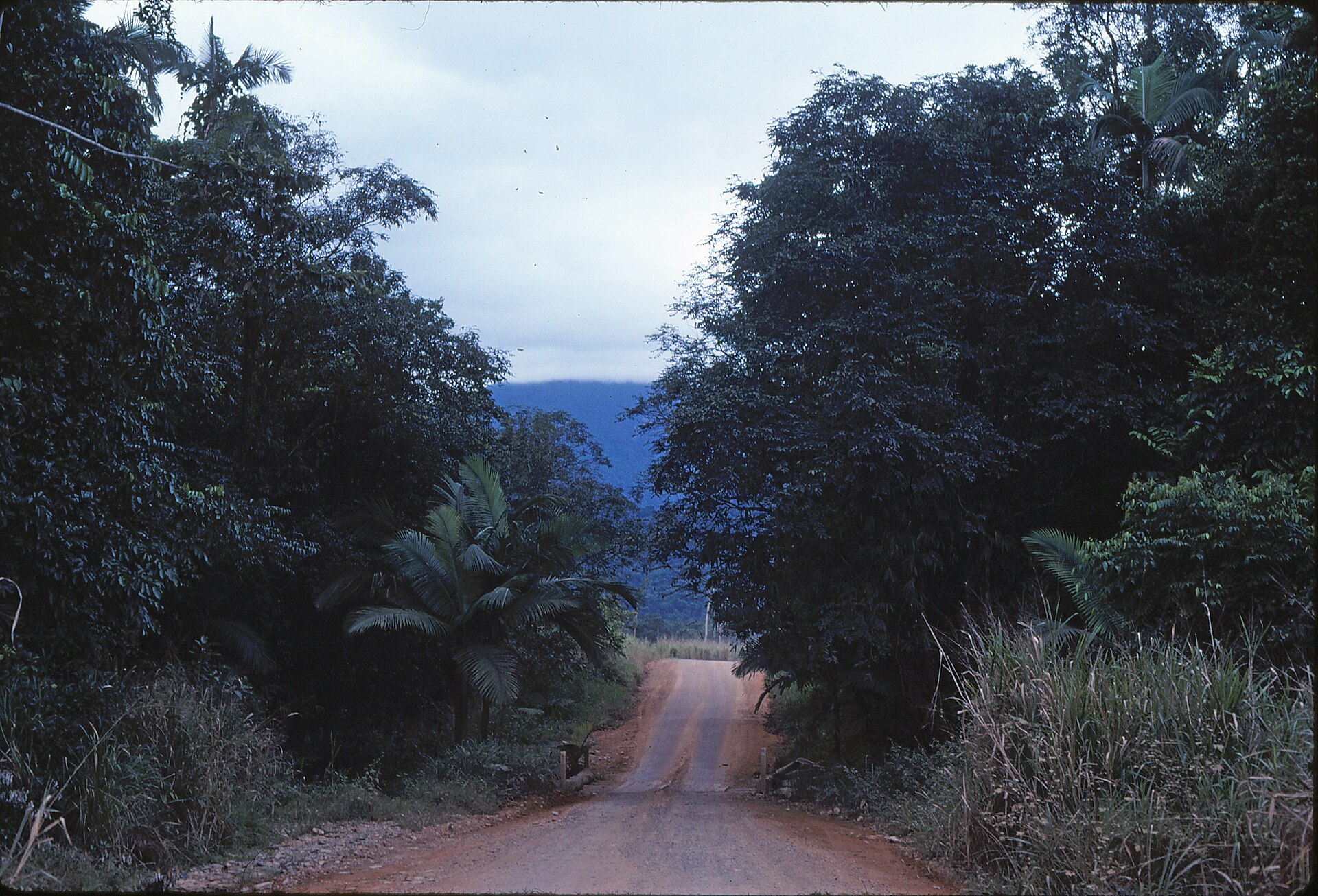 Daintree & Cape Tribulation