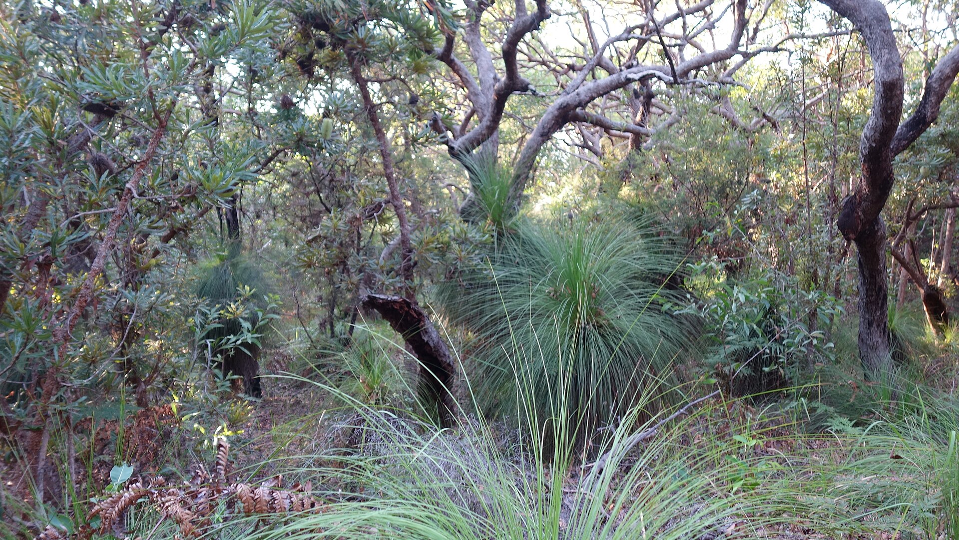 Noosa National Park coastal walk